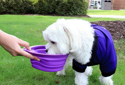 Promotional Dog Bowls for Pet Stores